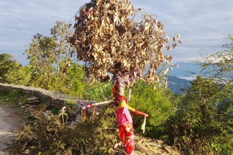 सुदूरपश्चिममा आज ‘बुढी पोल्ने’पर्व मनाइँदै