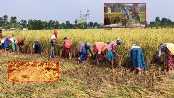 सुदुरपश्चिमा अन्नबाली भित्र्याउन चटारो