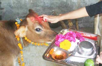 तिहारअन्तर्गत आज गाई, गोरु र गोबर्द्धन पूजा