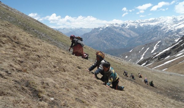 बझाङका बालबालिका यार्सा सङ्कलन गर्न लेकतिर, विद्यालय असारसम्म बन्द 