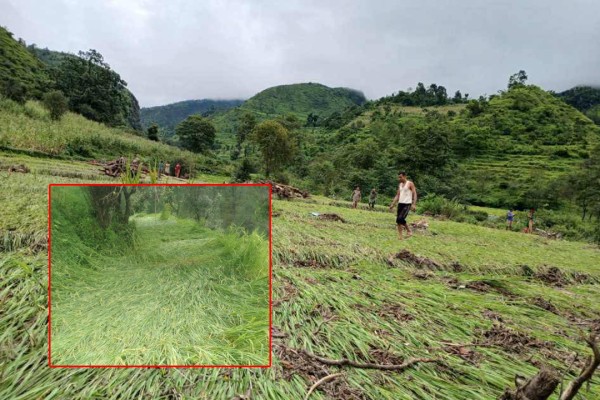 बैतडीमा बर्षाले धानबालीमा क्षति 