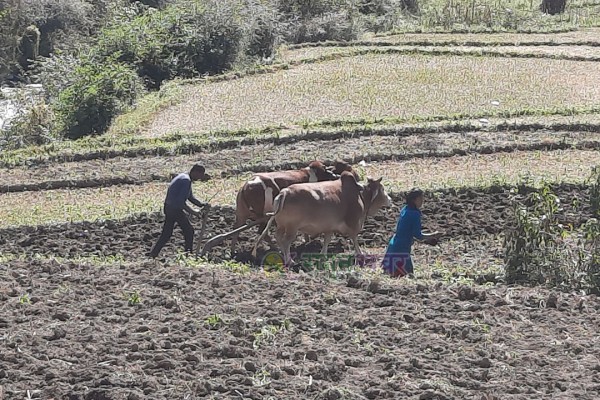 बैतडीका किसानहरुलाई गहुँ छर्ने चटारो 