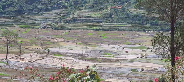 बैतडीमा ६४ प्रतिशत रोपाइँ सम्पन्न 