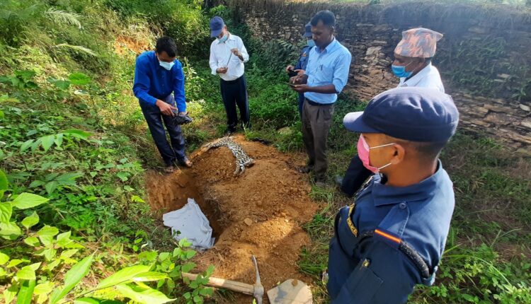 बैतडीमा चितुवाको बच्चा मृत फेला पर्यो 