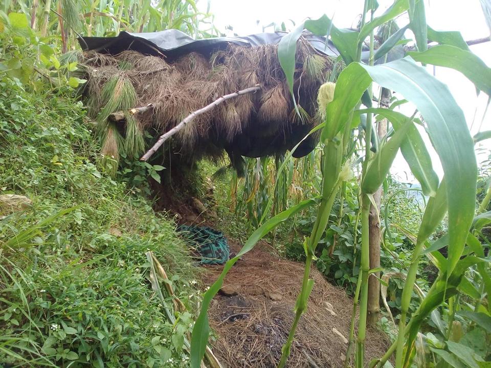 बैतडीमा किसानहरुलाई मकैबाली जोगाउनै मुस्कील 