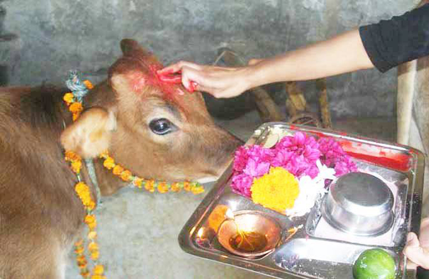 तिहारअन्तर्गत आज गाई, गोरु र गोबर्द्धन पूजा