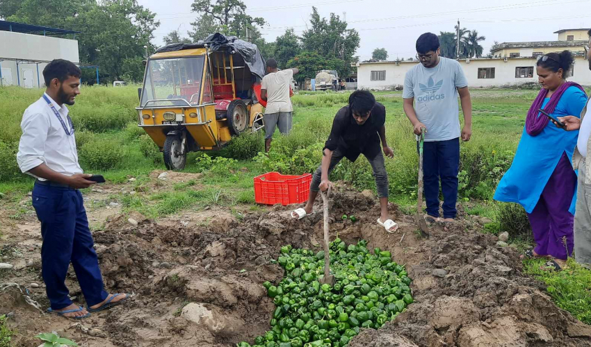 विक्रिका लागि राखिएको सिम्लामा बिषादी भेटिएपछि नष्ट 